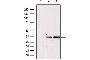 Western blot analysis of extracts from various samples, using GOLPH3 antibody. (GOLPH3 Antikörper  (C-Term))