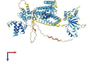 WFS1 Protein (AA 1-890) (His tag)
