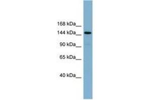 Image no. 1 for anti-Cell Migration Inducing Hyaluronan Binding Protein (CEMIP) (AA 755-804) antibody (ABIN6742118)