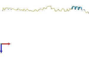 SNURF Protein (AA 1-71) (Fc Tag)