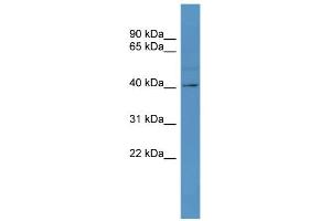 WB Suggested Anti-TAAR5 Antibody Titration: 0. (TAAR5 Antikörper  (C-Term))