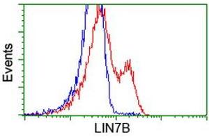 HEK293T cells transfected with either RC205598 overexpress plasmid (Red) or empty vector control plasmid (Blue) were immunostained by anti-LIN7B antibody (ABIN2453236), and then analyzed by flow cytometry. (LIN7B Antikörper)