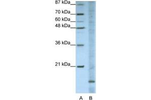 Western Blotting (WB) image for anti-Apolipoprotein O (APOO) antibody (ABIN2462300)
