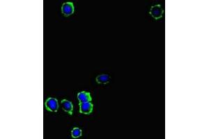 Immunofluorescent analysis of MCF-7 cells using ABIN7157751 at dilution of 1:100 and Alexa Fluor 488-congugated AffiniPure Goat Anti-Rabbit IgG(H+L) (KYNU Antikörper  (AA 99-214))