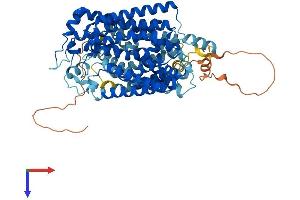 SLC5A9 Protein (AA 1-681) (His tag)