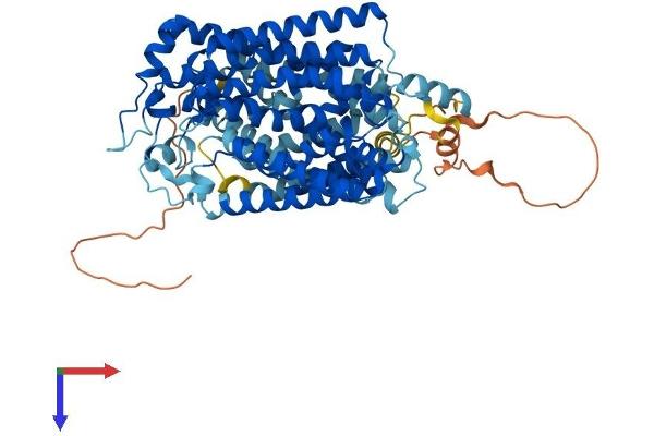 SLC5A9 Protein (AA 1-681) (His tag)