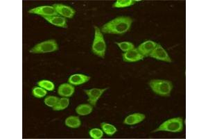 Immunocytochemistry staining of HeLa cells fixed with 4 % Paraformaldehyde and using anti-BiP/GRP78 (C-terminus) mouse mAb (dilution 1:50). (GRP78 Antikörper  (C-Term))