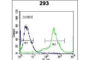 Kallikrein 6 (KLK6) Antibody (Center) Antibody (ABIN652196 and ABIN2840742) flow cytometric analysis of 293 cells (right histogram) compared to a negative control cell (left histogram).