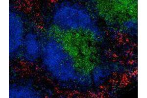 Immunofluorescence (IF) image for anti-Egf-Like Module Containing, Mucin-Like, Hormone Receptor-Like 1 (EMR1) antibody (Alexa Fluor 594) (ABIN2656843) (F4/80 Antikörper  (Alexa Fluor 594))