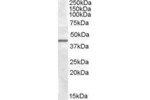 Western Blotting (WB) image for Calcium/calmodulin-Dependent Protein Kinase ID (CAMK1D) peptide (ABIN368764) (Calcium/calmodulin-Dependent Protein Kinase ID (CAMK1D) Peptid)