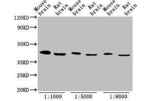 Western Blot Positive WB detected in: Mouse brain tissue, Rat brain tissue All lanes: OCT4 antibody at 1:1000, 1:5000, 1:8000 Secondary Goat polyclonal to Mouse IgG at 1/10000 dilution Predicted band size: 39, 31 kDa Observed band size: 45 kDa (OCT4 Antikörper  (AA 1-360))