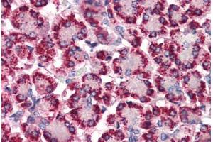 Anti-STEAP4 antibody  ABIN1049368 IHC staining of human pancreas. (STEAP4 Antikörper  (N-Term))