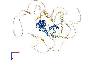 MYBL2 Protein (AA 1-700) (His tag)