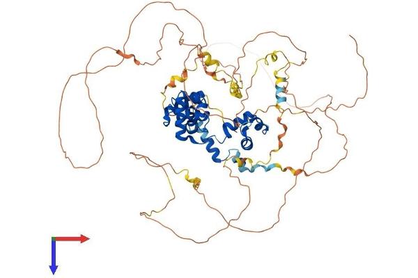 MYBL2 Protein (AA 1-700) (His tag)