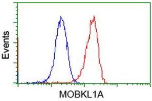 Flow cytometric Analysis of Jurkat cells, using anti-MOBKL1A antibody (ABIN2453312), (Red), compared to a nonspecific negative control antibody (TA50011), (Blue). (MOBKL1A Antikörper)