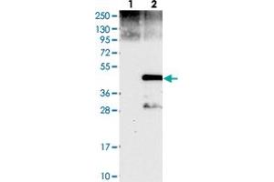 Western blot analysis of Lane 1: Negative control (vector only transfected HEK293T lysate), Lane 2: Over-expression Lysate (Co-expressed with a C-terminal myc-DDK tag (~3. (Cyclin J Antikörper)