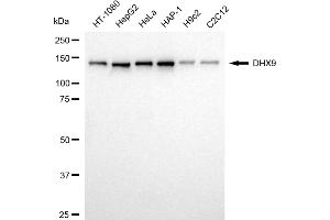 Western blotting analysis using DHX9 antibody (ABIN7800922). (Rekombinanter DExH-Box Helicase 9 Antikörper)