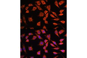 Immunofluorescence analysis of L929 cells using MRPL45 Rabbit pAb (ABIN6133218, ABIN6144020, ABIN6144021 and ABIN6217105) at dilution of 100 (40x lens). (MRPL45 Antikörper  (AA 57-306))