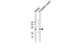 All lanes : Anti-AS Antibody (Center) at 1:2000 dilution Lane 1: HepG2 whole cell lysate Lane 2: Human skeletal muscle tissue lysate Lysates/proteins at 20 μg per lane.