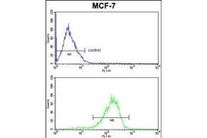 P2 Antibody  FC analysis of MCF-7 cells (bottom histogram) compared to a negative control cell (top histogram). (MAP2 Antikörper)