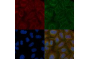 SPPL2B Mouse Monoclonal Antibody staining Hela cells by IF/ICC. (SPPL2B Antikörper)