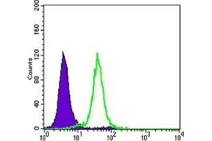 Flow cytometric analysis of Hela cells using CDH1 mouse mAb (green) and negative control (purple). (E-cadherin Antikörper)