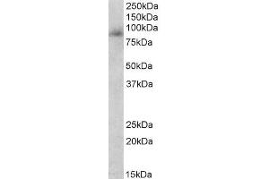 ABIN5539561 (0. (Myeloperoxidase Antikörper  (Internal Region))
