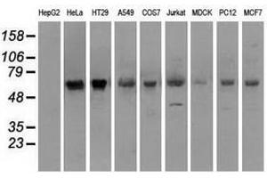Image no. 2 for anti-Premelanosome Protein (PMEL) antibody (ABIN1500301) (Melanoma gp100 Antikörper)