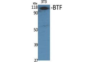 Western Blot (WB) analysis of specific cells using BTF Polyclonal Antibody. (BCLAF1 Antikörper  (Internal Region))