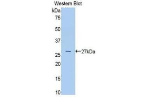 Western Blotting (WB) image for anti-Transferrin (TF) (AA 380-565) antibody (ABIN1860869) (Transferrin Antikörper  (AA 380-565))