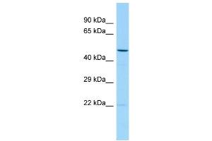 WB Suggested Anti-TMED2 Antibody Titration: 1. (TMED2 Antikörper  (Middle Region))