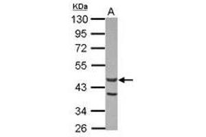 Image no. 1 for anti-Actin-Like 7A (ACTL7A) (AA 226-435) antibody (ABIN1496440) (Actin-Like 7A Antikörper  (AA 226-435))