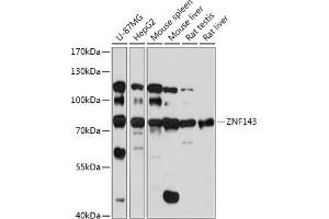 Western blot analysis of extracts of various cell lines, using ZNF143 antibody (ABIN7271457) at 1:1000 dilution. (ZNF143 Antikörper  (AA 437-638))