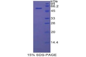 SDS-PAGE analysis of Rat MX1 Protein. (MX1 Protein)