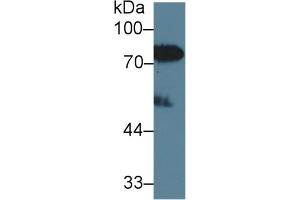 Western Blot; Sample: Human Serum; Primary Ab: 2µg/ml Rabbit Anti-Human LBP Antibody Second Ab: 0. (LBP Antikörper  (AA 27-481))