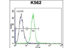 SPB4 Antibody (C-term) (ABIN655518 and ABIN2845033) flow cytometric analysis of K562 cells (right histogram) compared to a negative control cell (left histogram). (SERPINB4 Antikörper  (C-Term))
