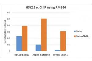 ChIP performed on HeLa cells with or without sodium butyrate treatment using recombinant H3K18ac antibody (5ug). (Rekombinanter Histone 3 Antikörper  (acLys18))