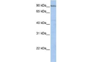 WB Suggested Anti-PCDHA5 Antibody Titration:  0. (PCDHA5 Antikörper  (N-Term))