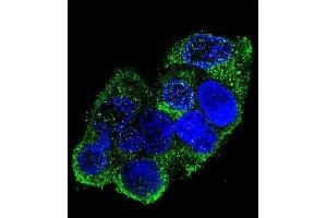 Confocal immunofluorescent analysis of COL8A2 Antibody (C-term) (ABIN655804 and ABIN2845231) with HepG2 cell followed by Alexa Fluor 488-conjugated goat anti-rabbit lgG (green). (COL8a2 Antikörper  (C-Term))