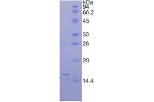 SDS-PAGE analysis of Rat BMP6 Protein. (BMP6 Protein)