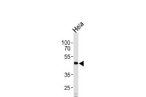 WSB2 Antikörper  (C-Term)