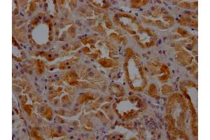 IHC image of ABIN7147846 diluted at 1:200 and staining in paraffin-embedded human kidney tissue performed on a Leica BondTM system. (Clathrin Heavy Chain (CLTC) (AA 851-990) Antikörper)