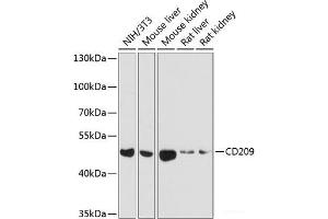 Western blot analysis of extracts of various cell lines using CD209 Polyclonal Antibody at dilution of 1:1000. (DC-SIGN/CD209 Antikörper)