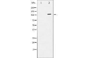 Western blot analysis of ATPase phosphorylation expression in PMA treated 293 whole cell lysates,The lane on the left is treated with the antigen-specific peptide. (ATP1A1 Antikörper  (pSer16))
