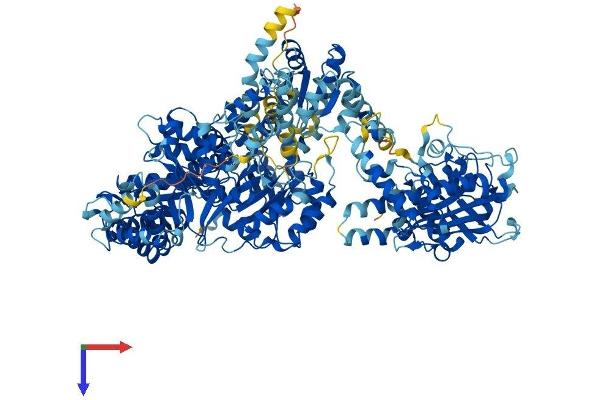 MTR Protein (AA 1-1253) (His tag)