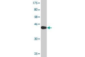 Western Blot detection against Immunogen (43. (ARL2BP Antikörper  (AA 1-163))