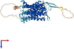 AlphaFold protein structure predicition of Mouse Recombinant Slc52a3 Protein, UniprotID Q9D6X5
