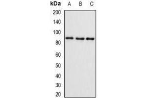Western Blotting (WB) image for anti-SET and MYND Domain Containing 4 (SMYD4) (AA 1-260) antibody (ABIN6004721) (SMYD4 Antikörper  (AA 1-260))