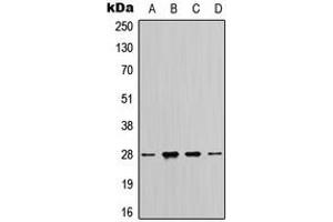 Western blot analysis of 14-3-3 zeta expression in MCF7 (A), HeLa (B), SP2/0 (C), H9C2 (D) whole cell lysates.