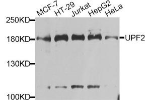 Western blot analysis of extracts of various cell lines, using UPF2 antibody. (RENT2/UPF2 Antikörper)